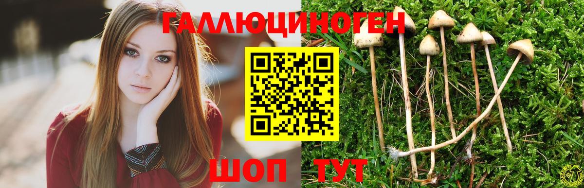 Каменск-Шахтинский  Галлюциногенные грибы Psilocybine cubensis  Вход с VPN 